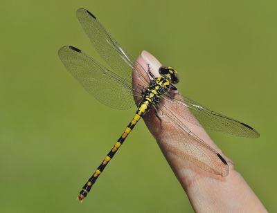 Onychogomphus uncatus hembra en estado joven por Ricardo Jorge Almeida Costa