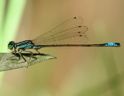 Ischnura elegans hembra en estado por Miguel Olivera