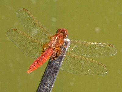 Crocothemis erythraea macho en estado por Manuel Nuñez Guerra