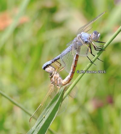 Orthetrum nitidinerve copula en estado adulto por Jose Manuel Gaona