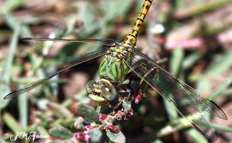 Paragomphus genei hembra en estado por Jose Manuel Gaona