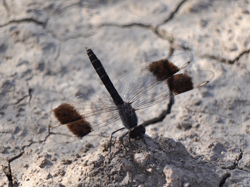Brachythemis impartita macho en estado por Juan Pedro Serrano León