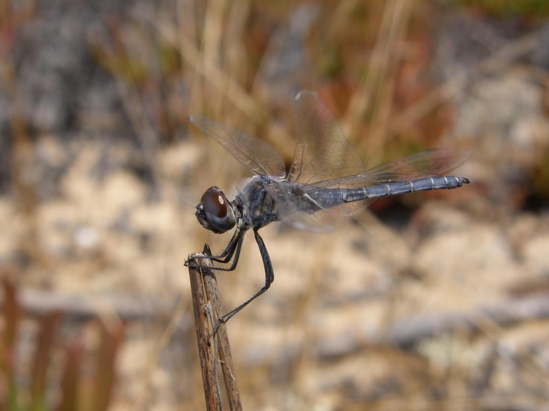 Selysiothemis nigra macho en estado por Nelson Fonseca