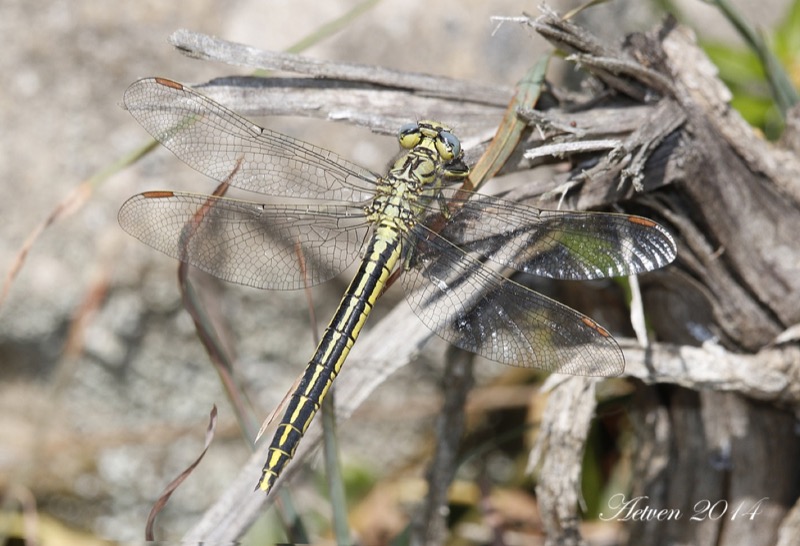 Gomphus pulchellus hembra en estado por Antonio E. Tetares Ventura