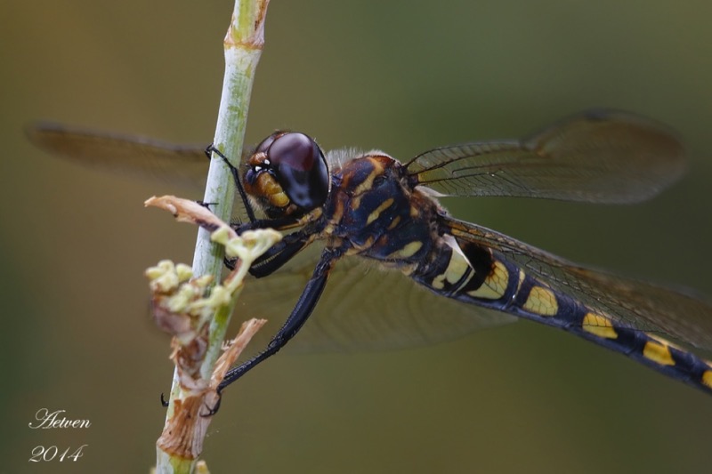 Zygonyx torridus hembra en estado por Antonio E. Tetares Ventura
