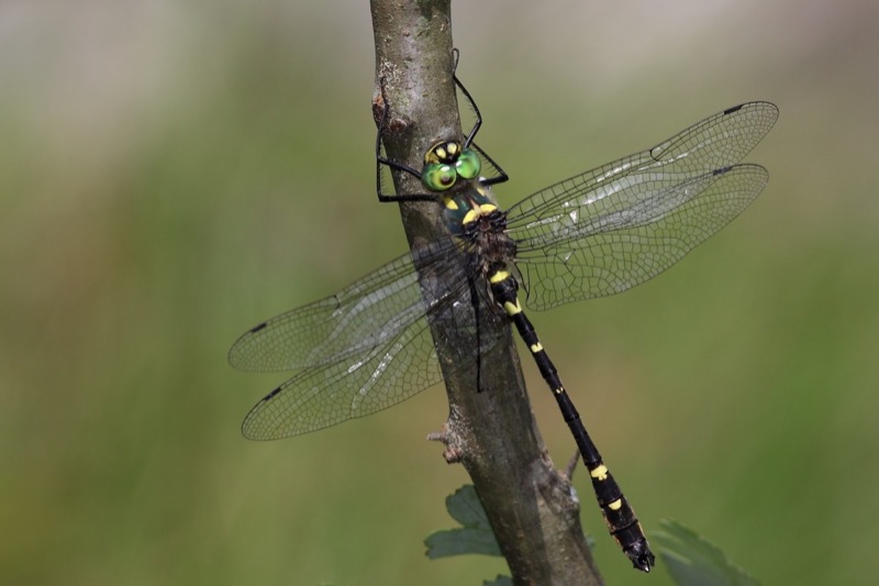 Macromia splendens macho en estado por Albano Soares