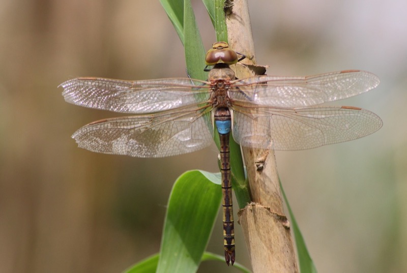 Hemianax ephippiger macho en estado por Albano Soares