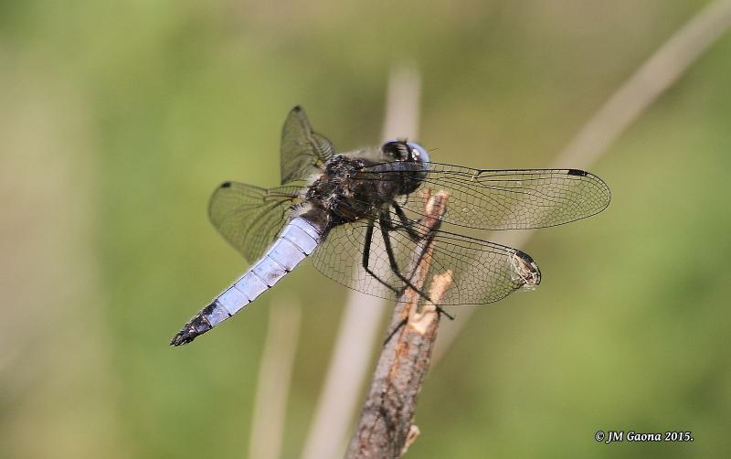 Libellula fulva macho en estado adulto por Jose Manuel Gaona