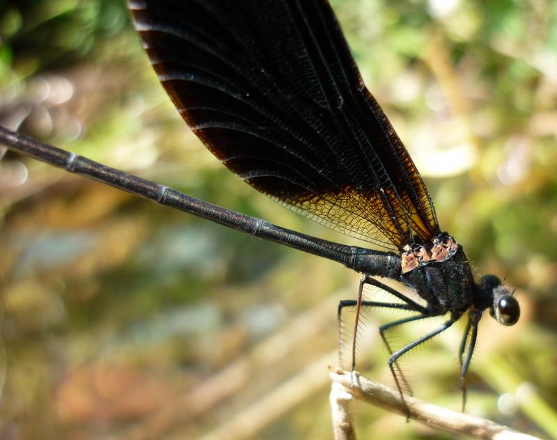 Calopteryx haemorrhoidalis macho en estado adulto por Rafael Tamajón Gómez