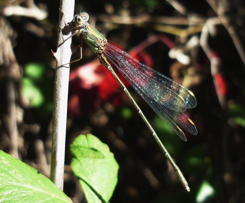 Lestes viridis macho en estado adulto por Rafael Tamajón Gómez