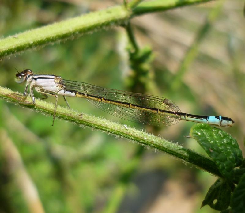 Ischnura graellsii hembra en estado adulto por Rafael Tamajón Gómez