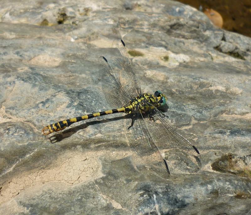 Onychogomphus forcipatus macho en estado adulto por Rafael Tamajón Gómez