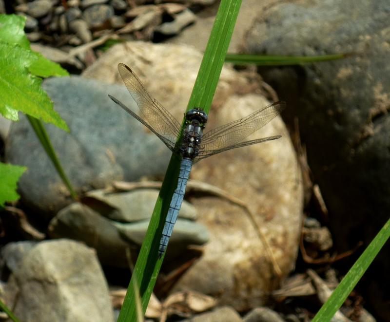 Orthetrum coerulescens macho en estado adulto por Rafael Tamajón Gómez