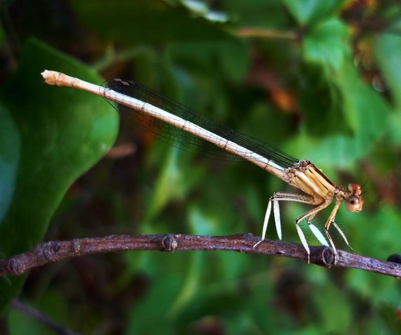 Platycnemis latipes hembra en estado adulto por Rafael Tamajón Gómez