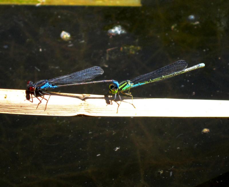 Erythromma viridulum copula en estado adulto por Rafael Tamajón Gómez