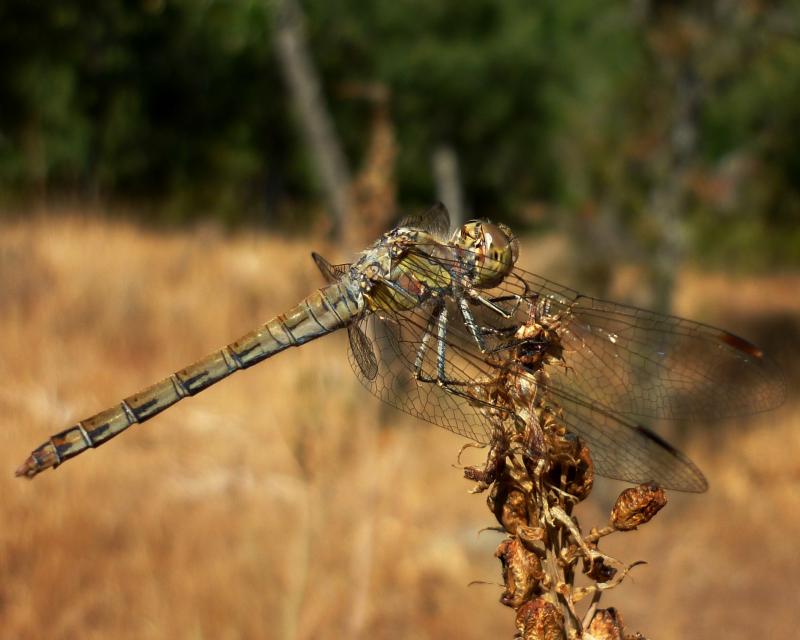 Sympetrum striolatum hembra en estado adulto por Rafael Tamajón Gómez