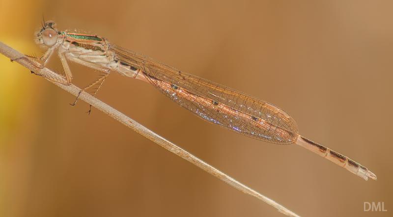 Sympecma fusca macho en estado joven por David Melero López