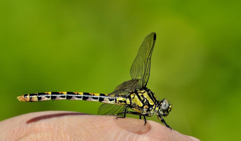 Onychogomphus uncatus hembra en estado joven por Ricardo Jorge Almeida Costa